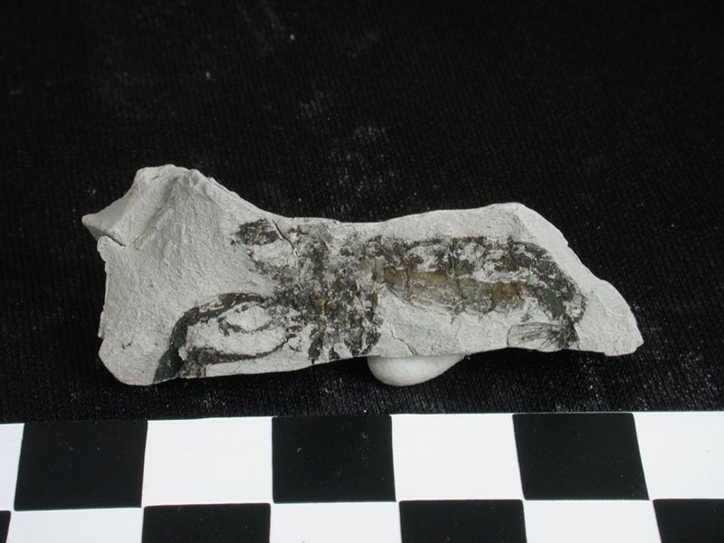 NC ANOMUR [impressió]