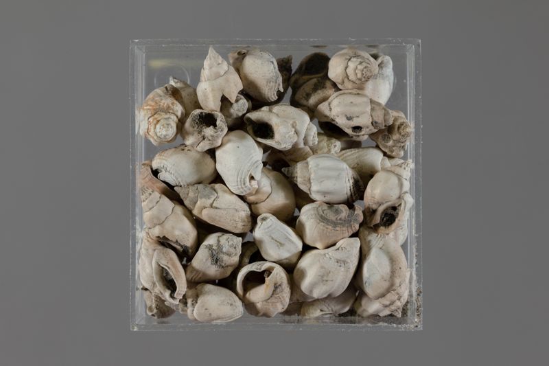 NC GASTEROPODE [conquilles]