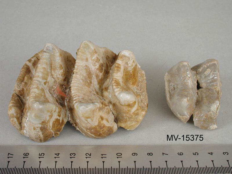 NC DINOTÈRID [dents]