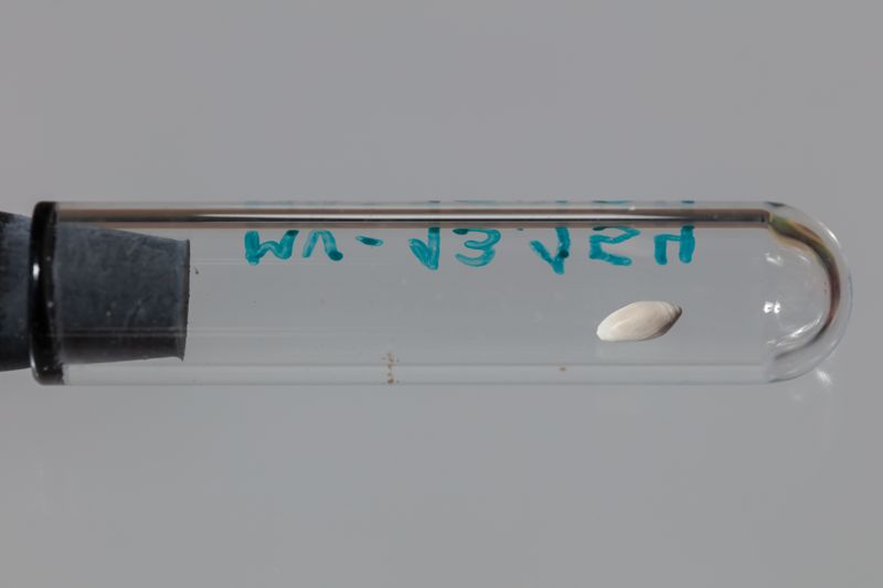 NC GASTEROPODE [conquilles]