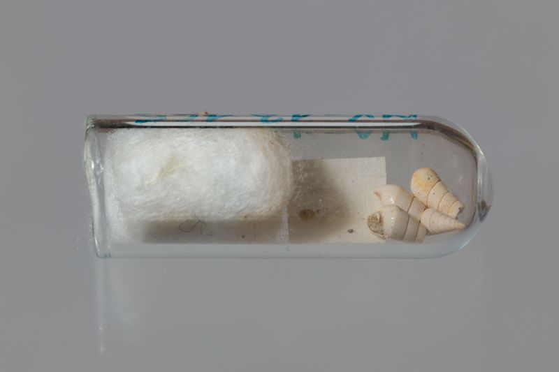 NC GASTEROPODE [conquilles]