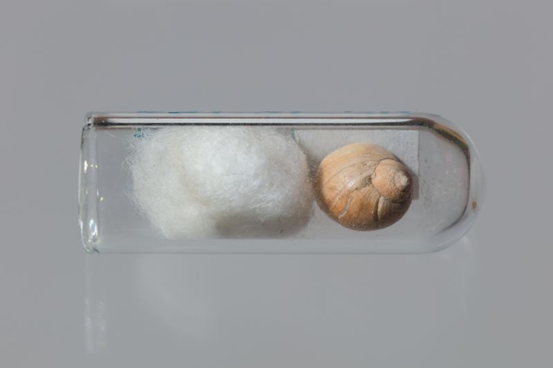 NC GASTEROPODE [conquilles]