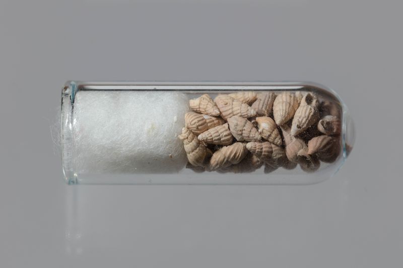 NC GASTEROPODE [conquilles]