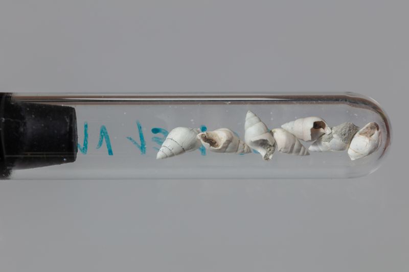 SP DESCONEGUT, CL GASTROPODA, SC PROSOBRANCHIA [conquilles]