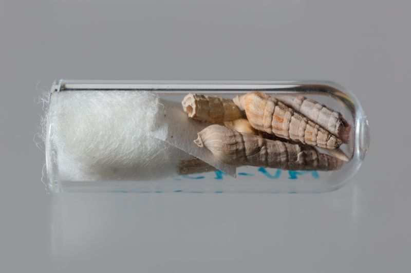 NC GASTEROPODE [conquilles]