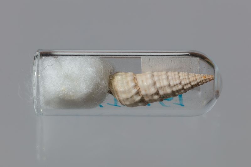 OR STYLOMMATOPHORA [conquilles]