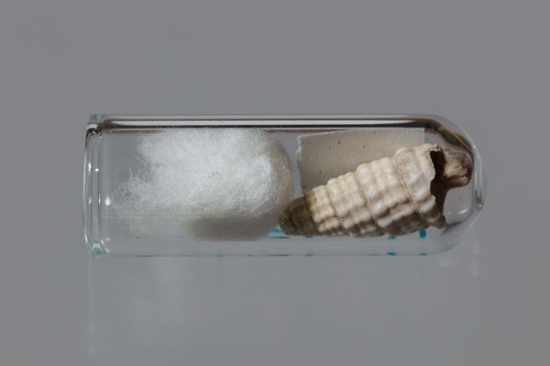 NC GASTEROPODE [conquilles]