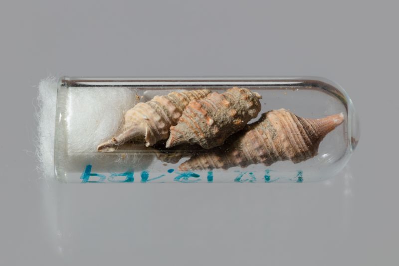 NC GASTEROPODE [conquilles]