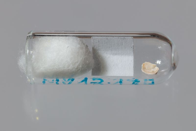 NC GASTEROPODE [conquilles]