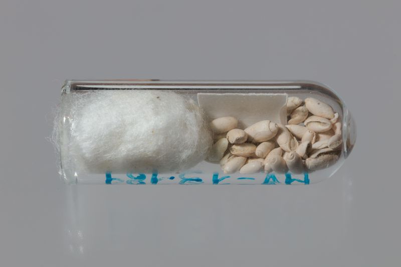 NC GASTEROPODE [conquilles]