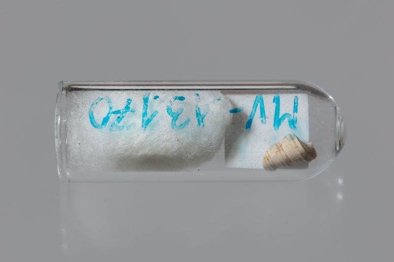 NC GASTEROPODE [conquilles]