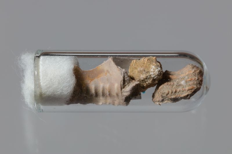 NC GASTEROPODE [conquilles]