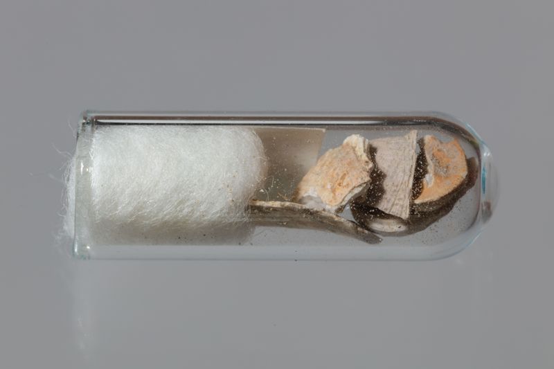 NC GASTEROPODE [conquilles]