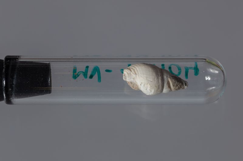 NC GASTEROPODE [conquilles]