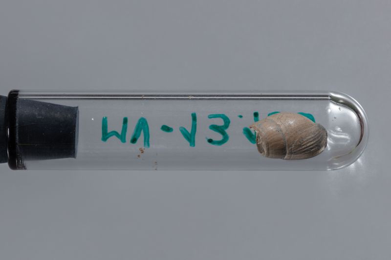 NC GASTEROPODE [conquilles]