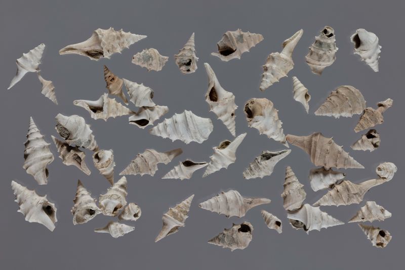 NC GASTEROPODE [conquilles]