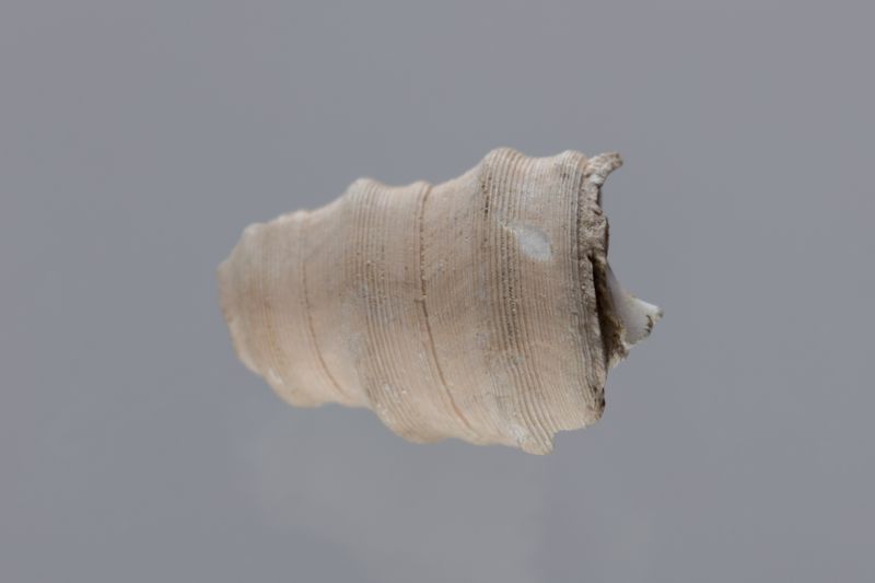 NC GASTEROPODE [conquilles]