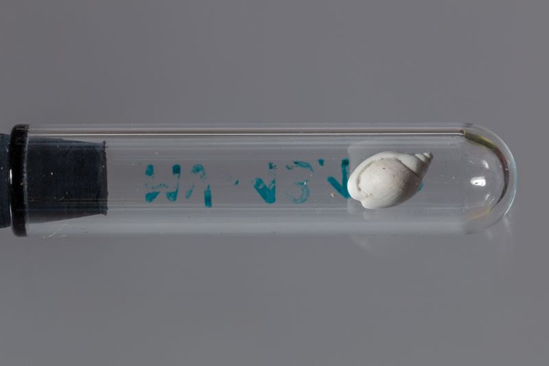 NC GASTEROPODE [conquilles]