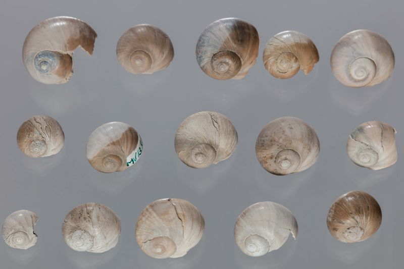 NC GASTEROPODE [conquilles]