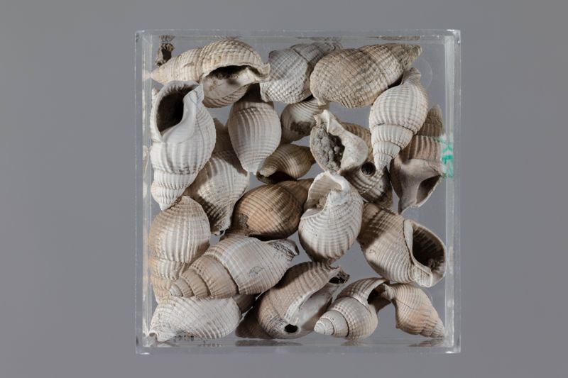 NC GASTEROPODE [conquilles]