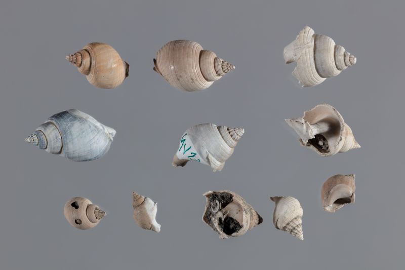 NC GASTEROPODE [conquilles]