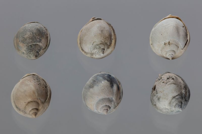 SP DESCONEGUT, CL GASTROPODA, SC PROSOBRANCHIA [conquilles]