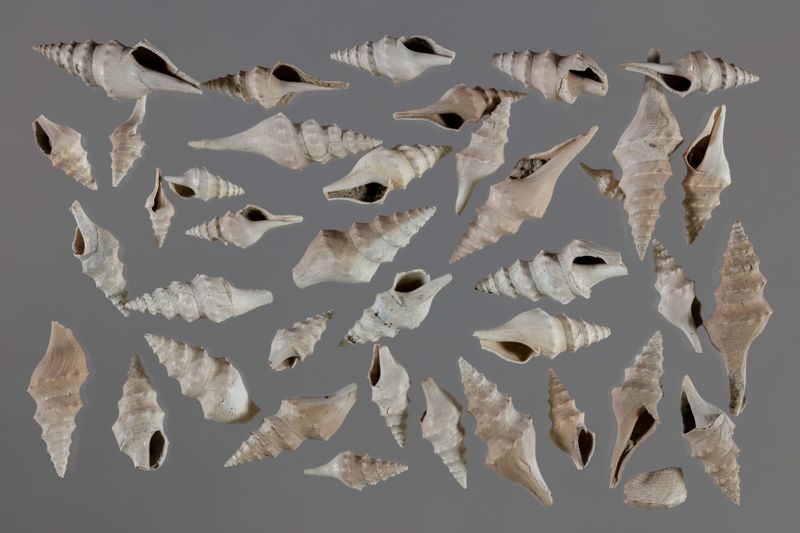 NC GASTEROPODE [conquilles]