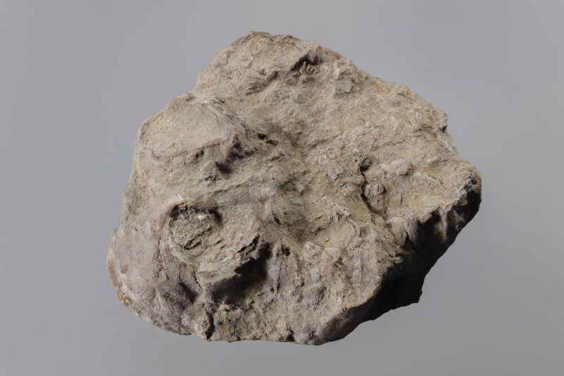 NC CIRRIPEDE [closca]