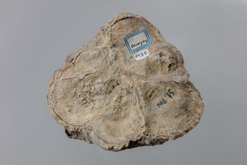 NC CIRRIPEDE [closca]