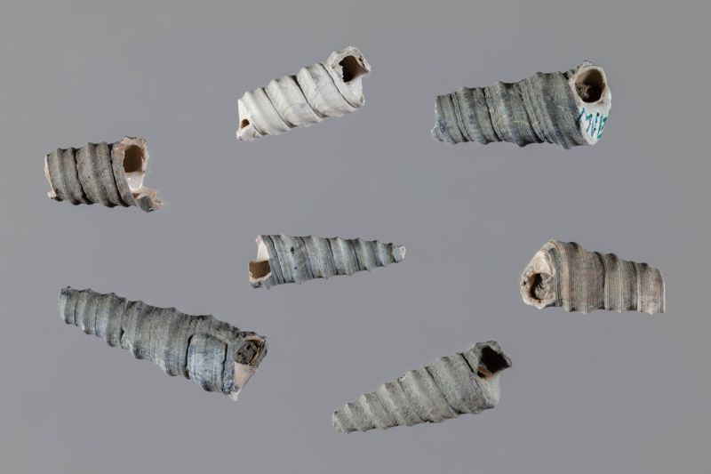 NC GASTEROPODE [conquilles]