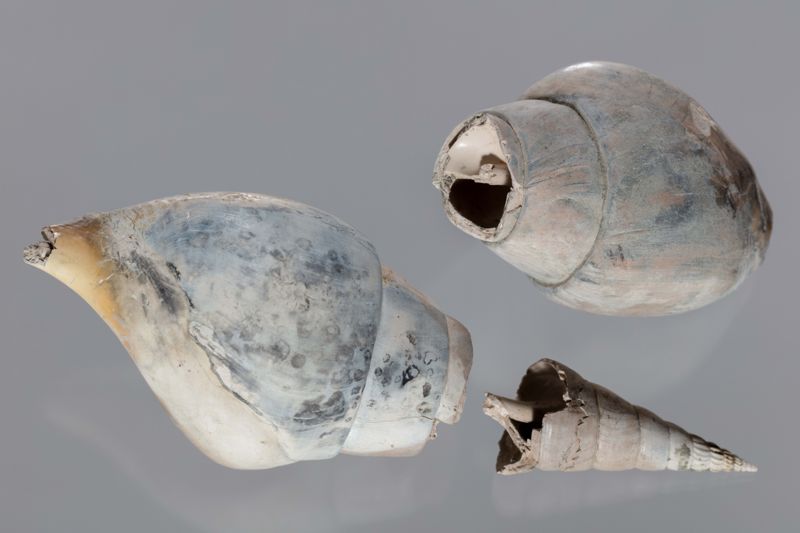 NC GASTEROPODE [conquilles]