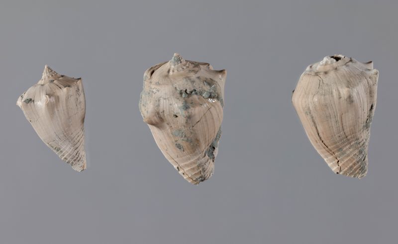 NC GASTEROPODE [conquilles]