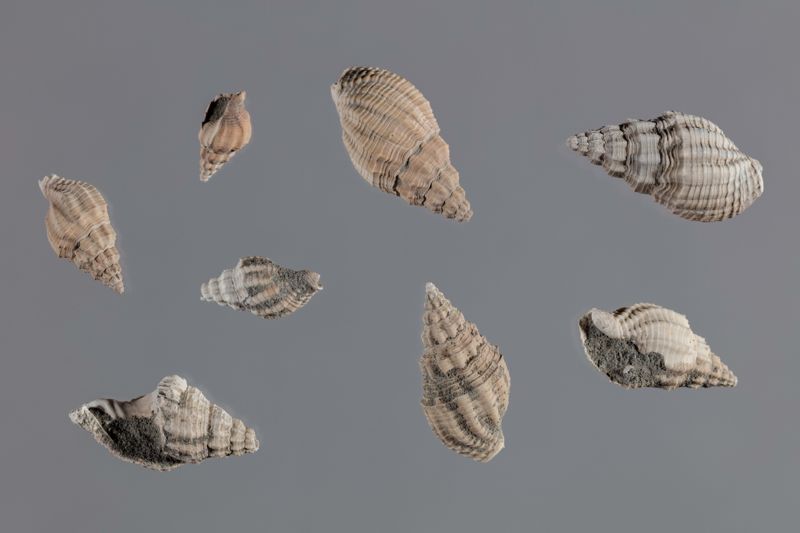 NC GASTEROPODE [conquilles]