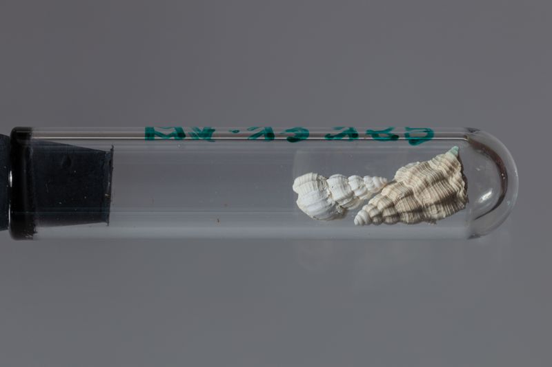 NC GASTEROPODE [conquilles]