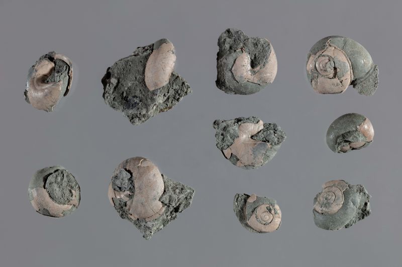 SP DESCONEGUT, CL GASTROPODA, SC PROSOBRANCHIA [conquilles]