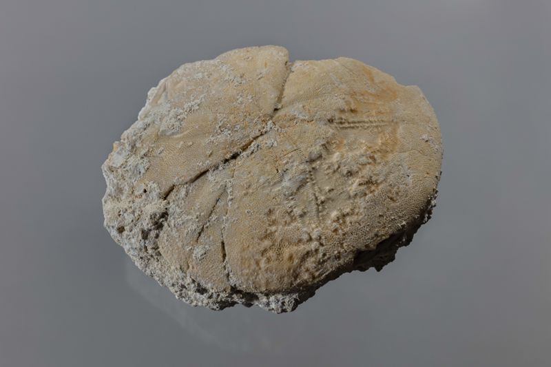 NC EQUINID [esquelet]