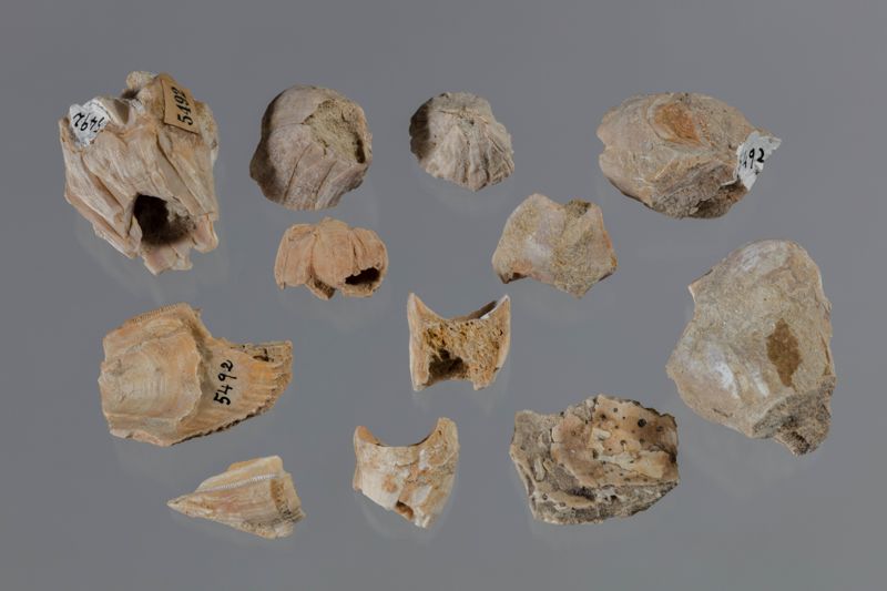 NC CIRRIPEDE [closca]