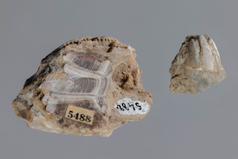 NC CIRRIPEDE [closca]