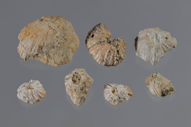 NC CIRRIPEDE [closca]