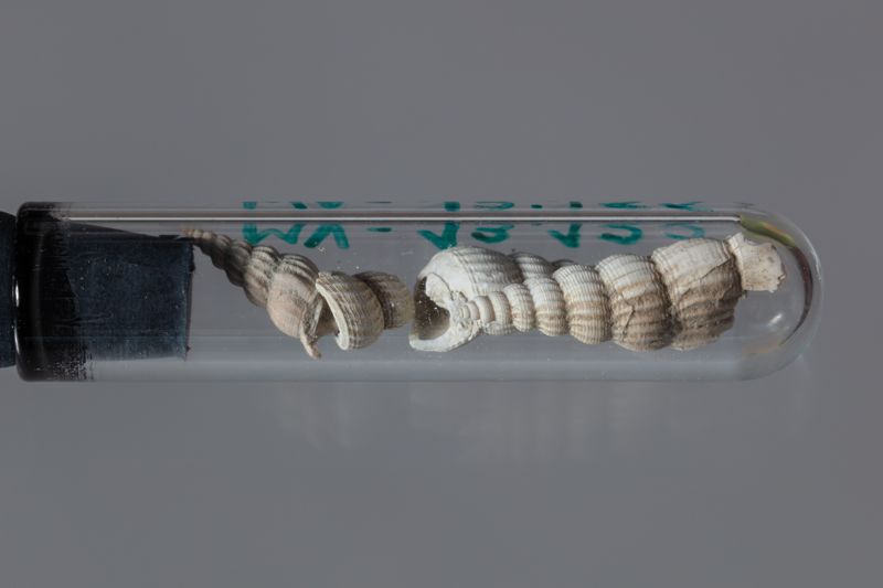 NC GASTEROPODE [conquilles]