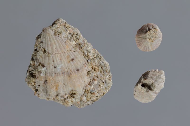 NC CIRRIPEDE [closca]