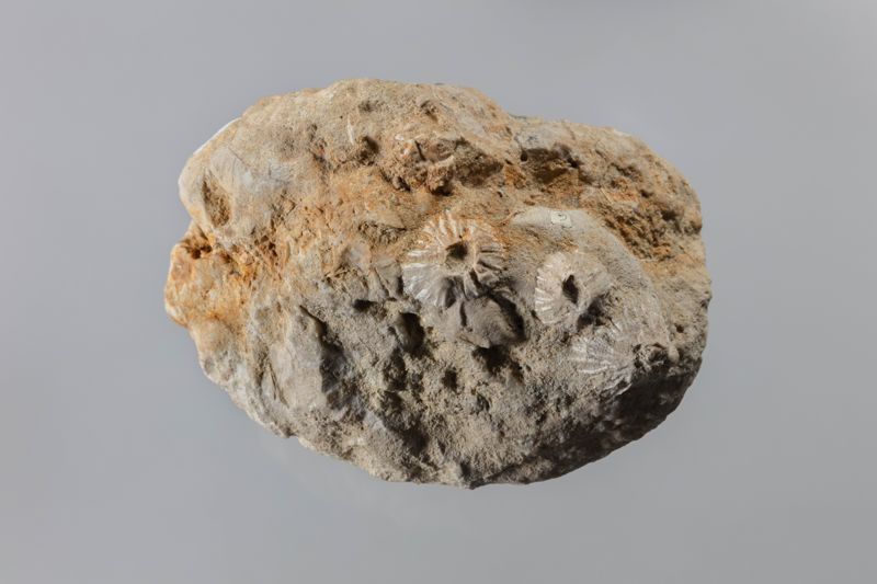 NC CIRRIPEDE [closca]