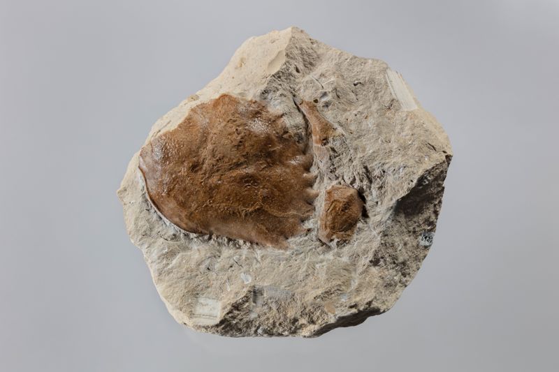 NC BRAQUIÜR [closca]