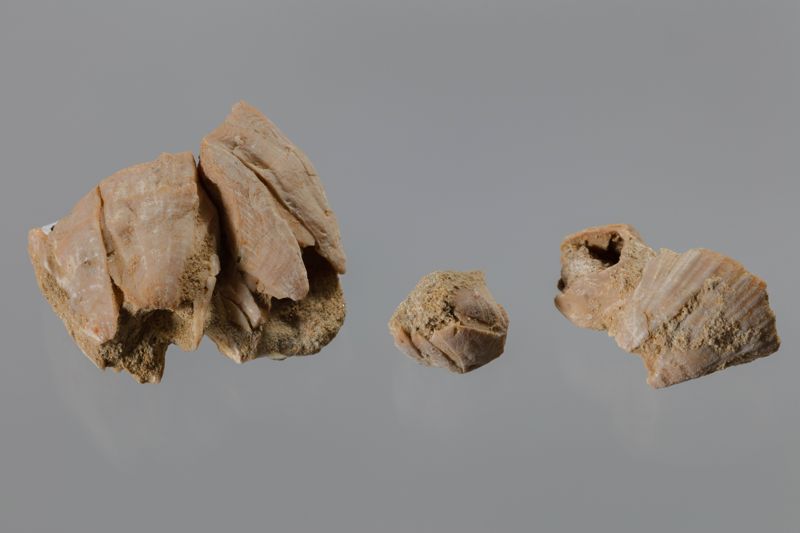 NC CIRRIPEDE [closca]