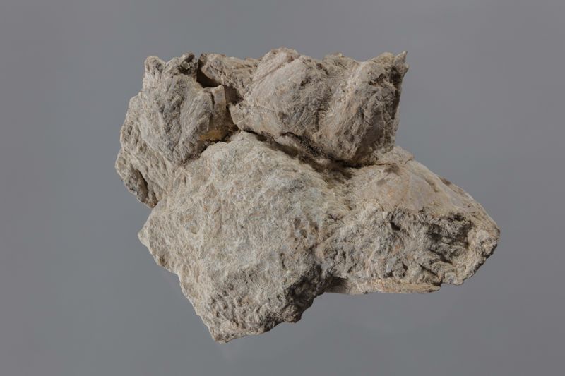 NC CIRRIPEDE [closca]