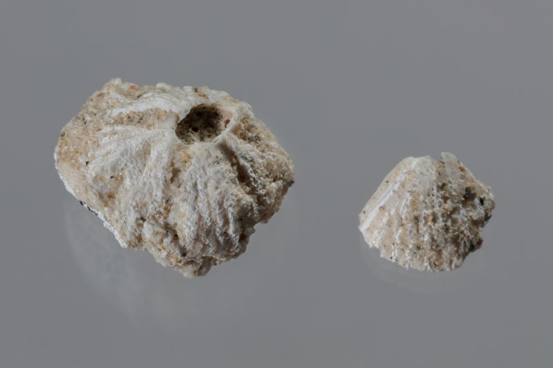 NC CIRRIPEDE [closca]