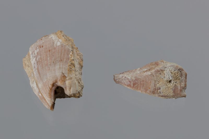 NC CIRRIPEDE [closca]