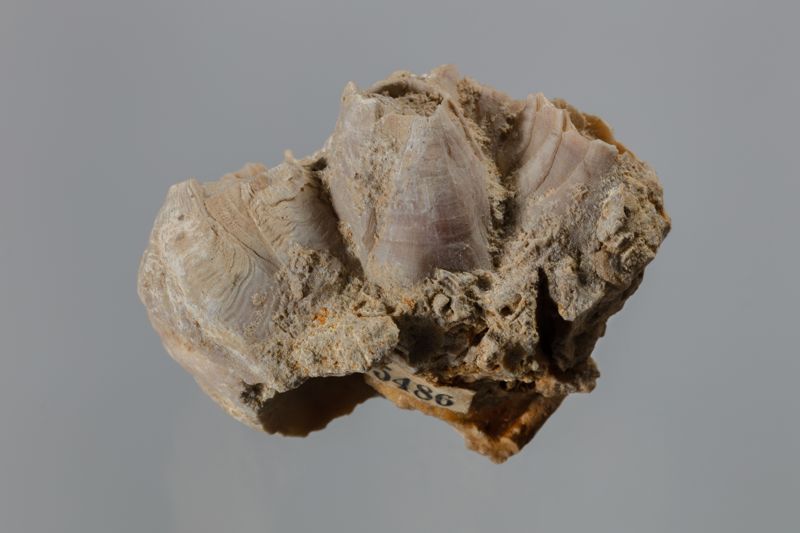 NC CIRRIPEDE [closca]