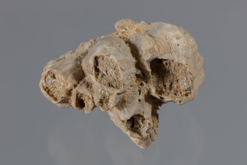 NC CIRRIPEDE [closca]