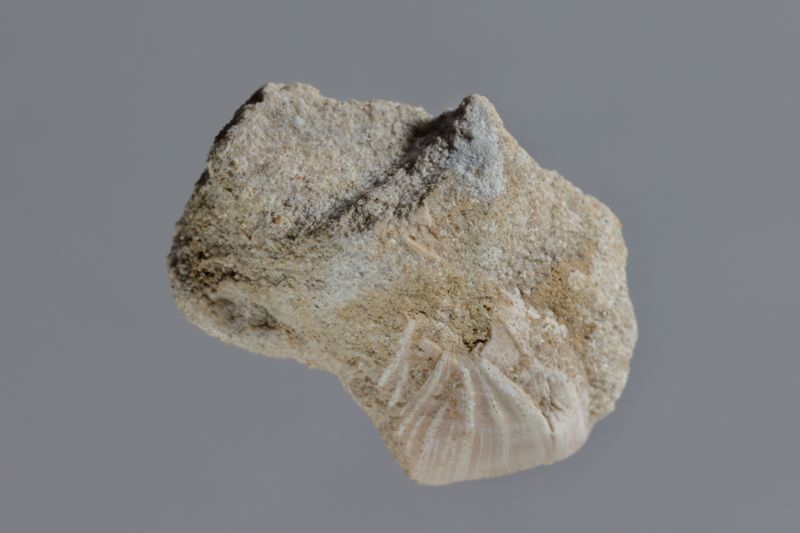 NC CIRRIPEDE [closca]